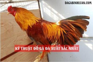 cach-lai-tao-ga-da