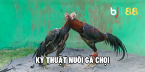 cach-nuoi-ga-noi-da-cua-sat